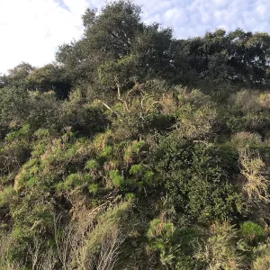 Canyon wall, Cherry Canyon