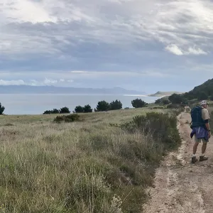 Torrey Pines, Santa Cruz Island, Hike to Torrey Pines