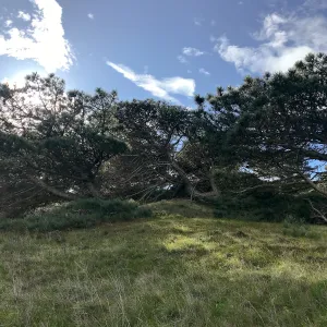 Torrey Pines, Hike to Torrey Pines