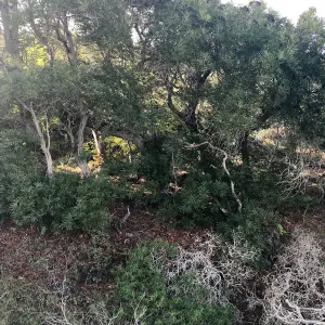 Ironwoods, Hike to Torrey Pines