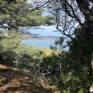 Torrey Pines, Ironwood, Manzanita, Hike to Torrey Pines