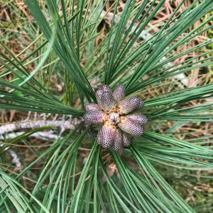Torrey Pines cones, Hike to Torrey Pines