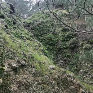 Wet canyon with ferns, Hike to Torrey Pines