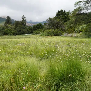 Meadow