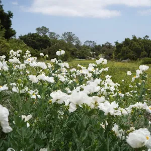 Matilija Poppies in the upper Meadow