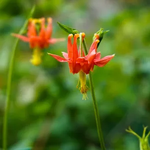 Columbine