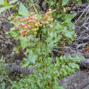 SBBG is working on taking cuttings of Berberis pinnata ssp. insularis from Santa Cruz Island to conduct pollination studies and seed germination trials in order to determine why this rare plant is not producing seed. This species is endemic to Santa Cruz 