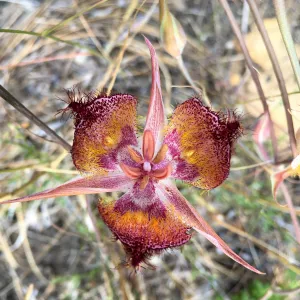 The late-flowered mariposa (Calochortus fimbriatus) lily is a psychedelic treat for summer hikers. With peak bloom in July, this rare lily is locally abundant, but is almost exclusively found in Santa Barbara and Ventura counties.