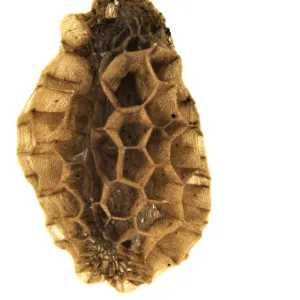 The shape, color and texture of seeds vary almost as much as the flowers from which they are produced. The Garden's conservation seed bank is a treasure trove of rare and beautiful seeds from the Channel Islands, the Central Coast and Central California