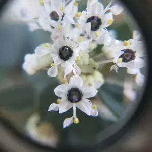 Big Pod Ceanothus (Ceanothus megacarpus) is a native and endemic California shrub and can be seen blooming on the hillsides of the Santa Ynez Mountains between February and April. Shown here are the flowers viewed through a handlens.