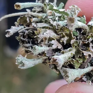 February 8-9 was the annual Jepson Herbarium workshop Introduction to Lichen Identification and Ecology, held at UC Berkeley, attended by Herbarium Curatorial Assistant Eli Balderas. This course covered lichen structures, keying methods, ecology and much 