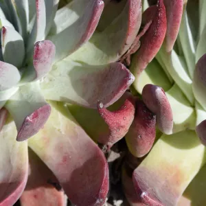 Liveforevers (Dudleya spp.) are charming native succulents that are especially diverse and unique on the California Channel Islands. The Garden is working to understand their complicated family tree, and to recover California's rarest species.