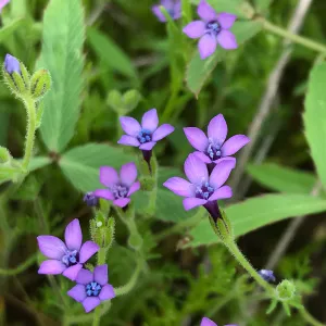 The stunning Nevin's Gilia is endemic to the California Channel Islands and Isla Guadalupe off the west coast of Baja, Mexico. This individual was imaged on San Clemente Island by Research Technician Stephanie Calloway.