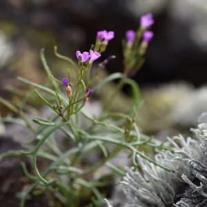 The tiny but elegant thread-leaf rock cress (Sibara filifolia) colonizes bare rocky ground on just a few of the California Channel Islands, and is federally endangered. Pollinator studies on San Clemente Island are helping us to understand and conserve th