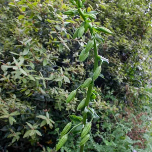 Lilium humboldtii on TequepisTrail