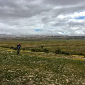 Sean Carson surveying for endangered California jewelflower