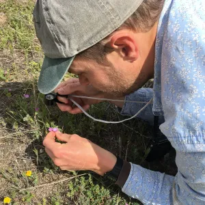 Sean Carson looking at Kern mallow with a hand lens