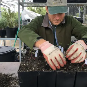 Sean Carson planting Clarkias for the greenhouse project
