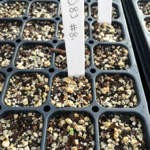 Seedlings, clarkia greenhouse project