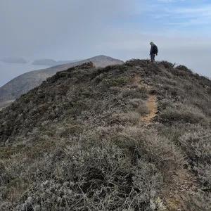 Garden and California Institute of Environmental Studies botanists surveying rugged West Anacapa Island for Malva assurgentiflora subsp. assurgentiflora