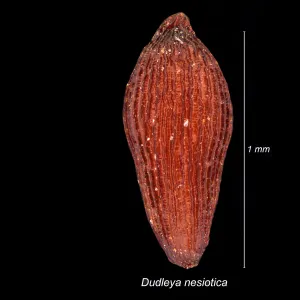 Dudleya nesiotica seed