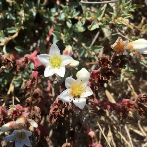 Santa Cruz Island Dudleya