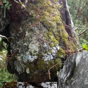 Broken redwood top with Icmadophila ericetorum (candy lichen) (Coast Redwood)
