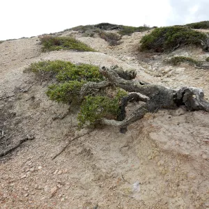 Krummholz Channel Island scrub oaks