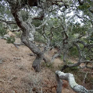 Channel Island scrub oaks