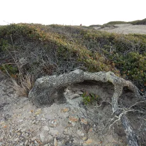 Krummholz Channel Island scrub oak