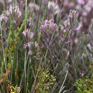 Salt Marsh Bird's Beak