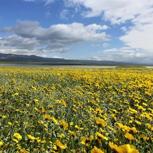 Carrizo Plain wildflower display