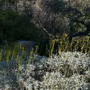 Desert Section