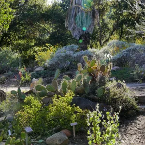 Desert Section