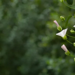 Island morning glory (Calystegia macrostegia) flowering in the Island Section below the Centennial Maze. 