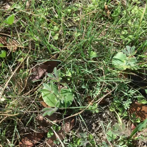 Lupinus microcarpus seedling