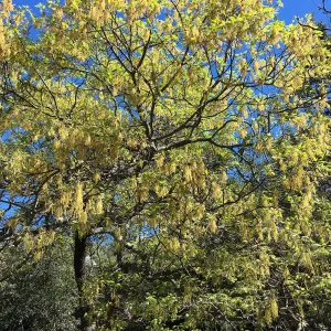 Quercus kelloggi in flower behind the Dudleya Display
