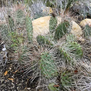 Opuntia erinacea in the Desert Section