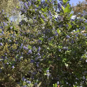 Ceanothus Ray Hartman at Betsy Collins garden