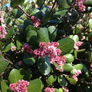Rhus integrifolia flowers