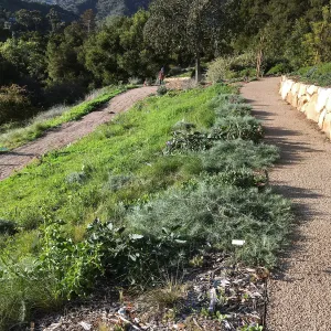 North end of west slope of new Island Section before planting