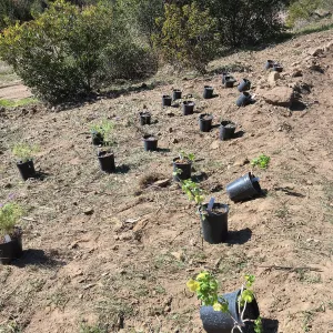 Planting the Baja Islands collection in new Island Section