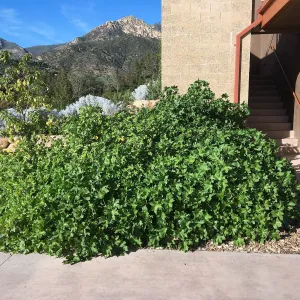 Island View Garden, Malva Purisima (Mallow)