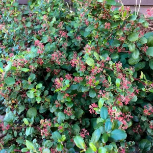 Island View Garden, Ribes viburnifolium in raised bed on north side or the PCC