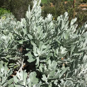 Hazardia detonsa 14-014 at the Island View Garden