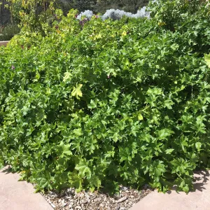 Malva Purisima (Mallow) at the Island View Garden