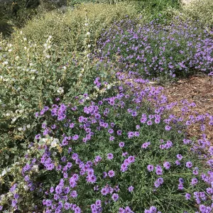 Verbena de la Mina and Sphaeralcea La Luna at the Island View Garden