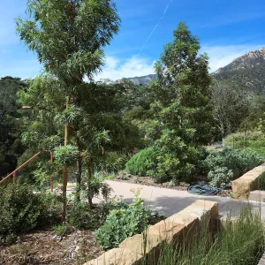 Island View Garden, Lyonothamnus asplenifolius