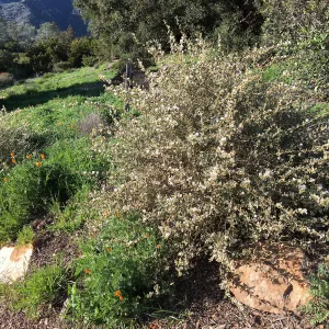 Sphaeralcea la Luna in Island View Garden