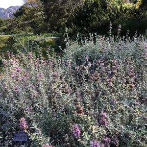 Salvia (Sage) Tilden Prostrate in Ground Cover Display